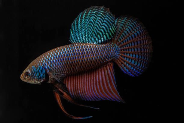 Betta-smaragdina