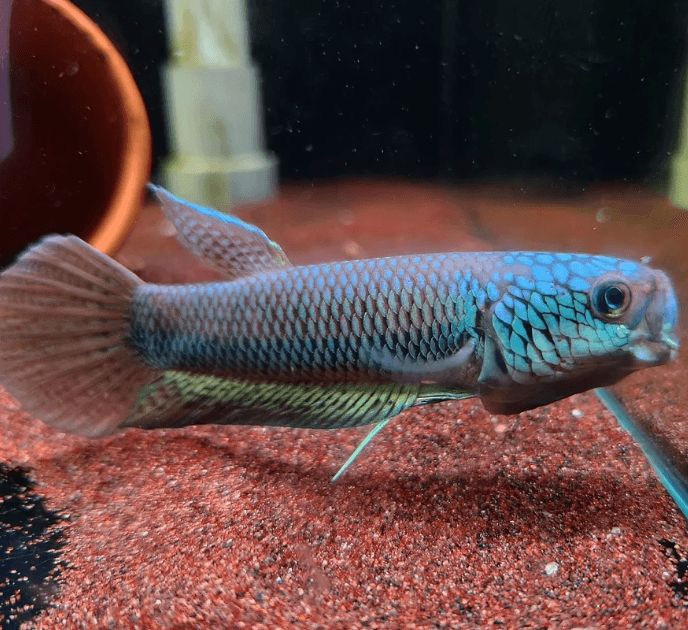 Betta-spartita