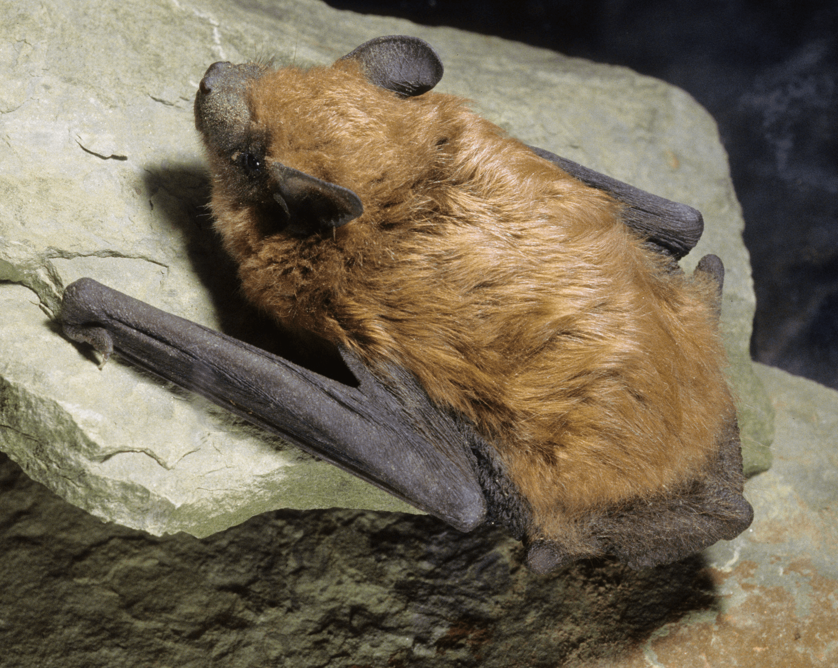 Big-Brown-Bat
