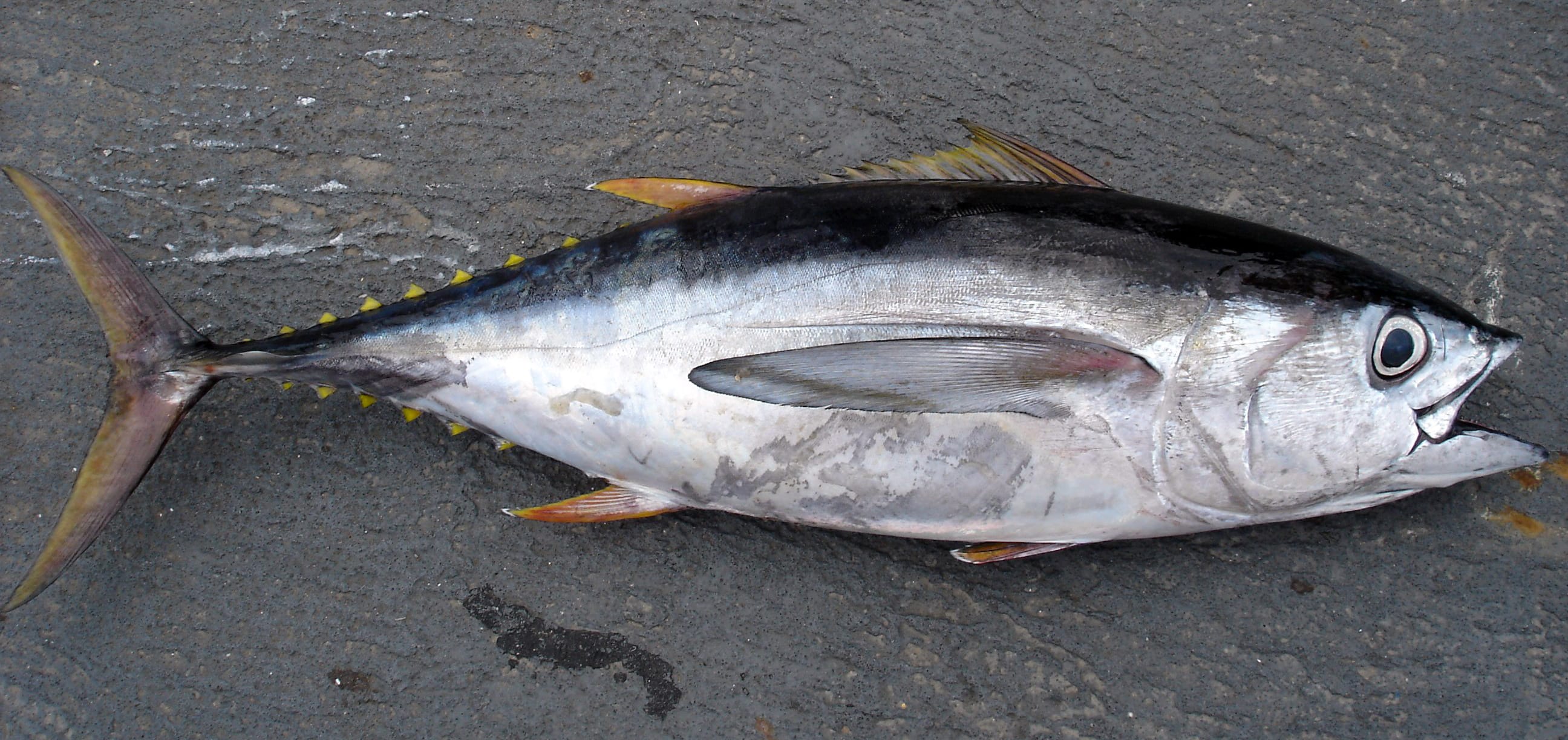 Bigeye-Tuna