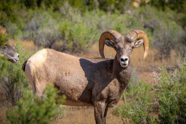 Bighorn-Sheep