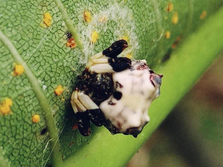 Bird-Dropping-Spider