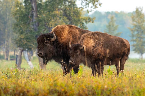 Bison-bison-athabascae