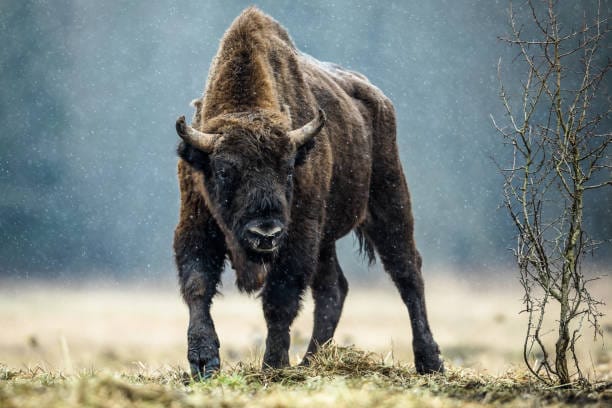 Bison-bison-bison