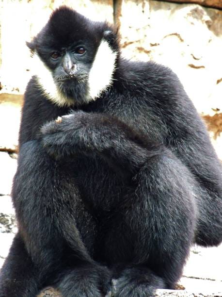 Black-Crested-Gibbon