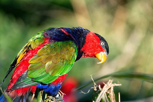 Black-Lory