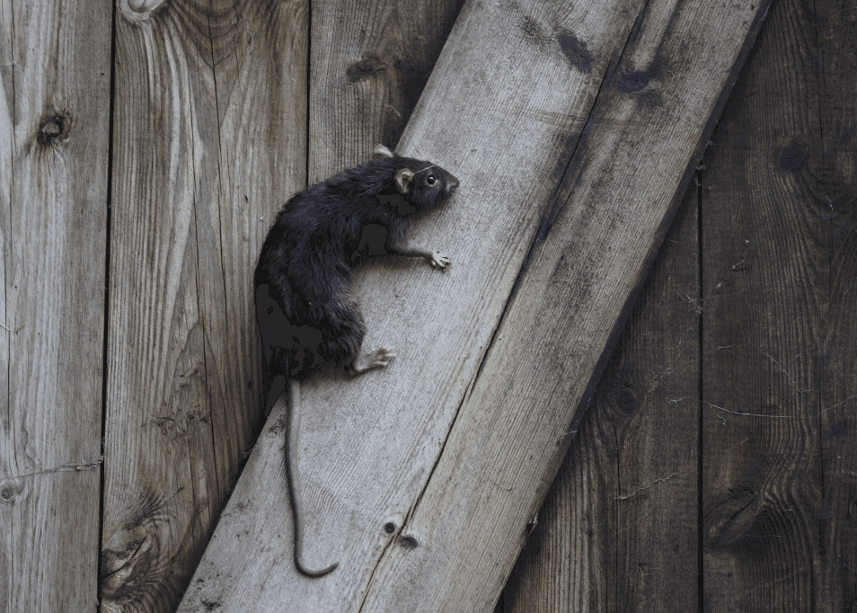 Black-Rat