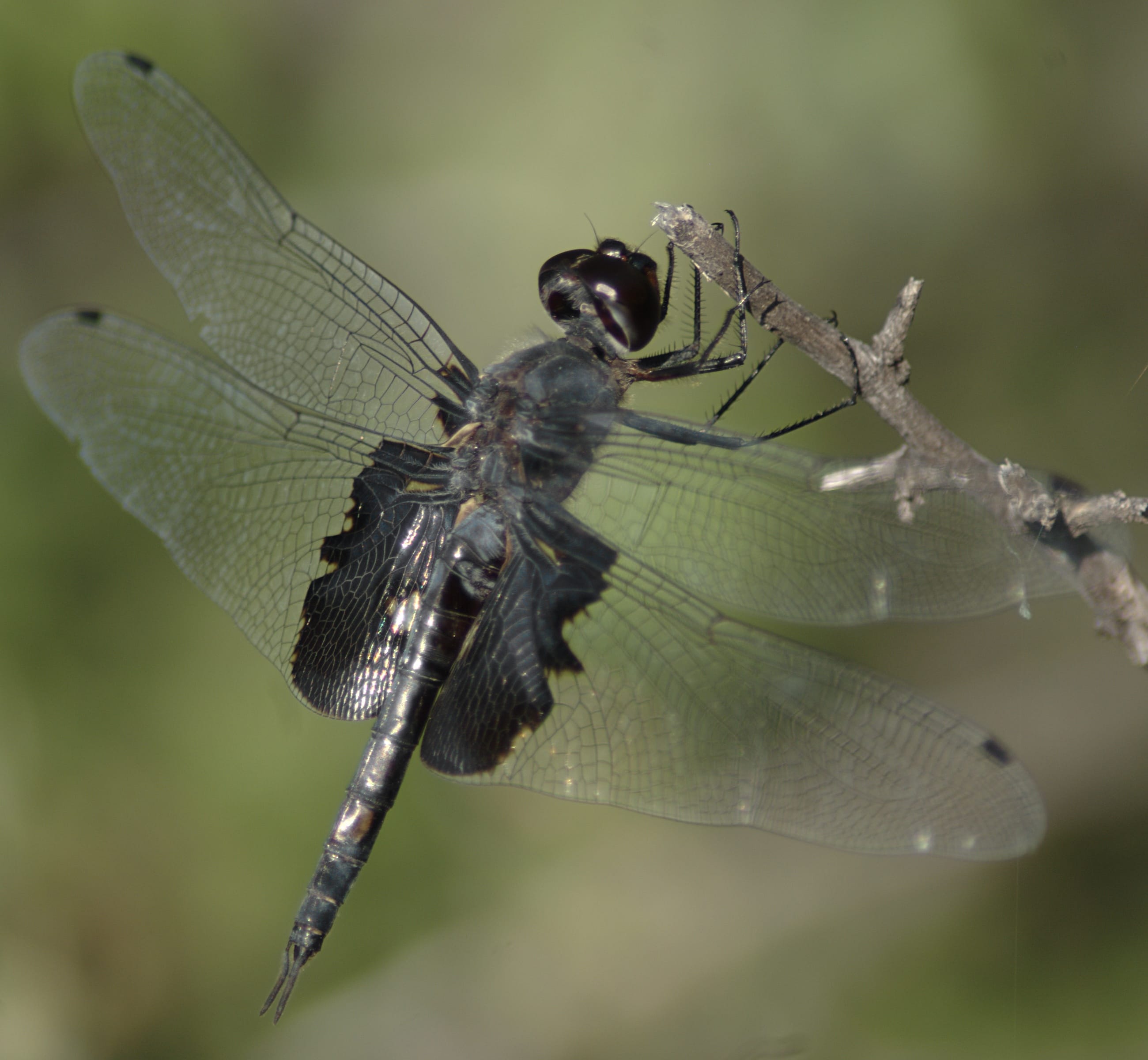 Black-Saddlebags