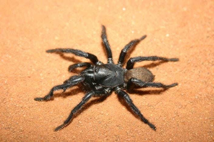 Black-Wishbone-Spider