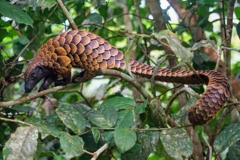 Black-bellied-Pangolin