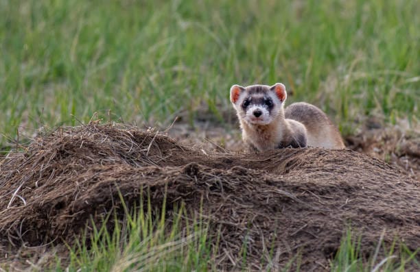 Black-footed-Ferret