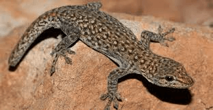 Black-spotted-Dwarf-Gecko