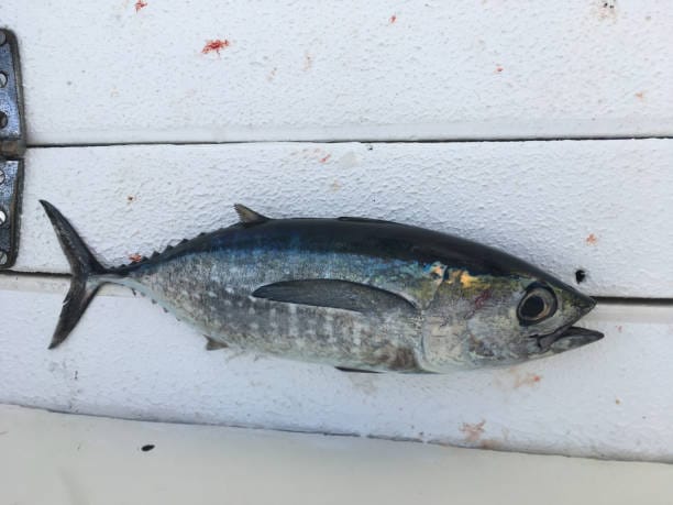 Blackfin-Tuna