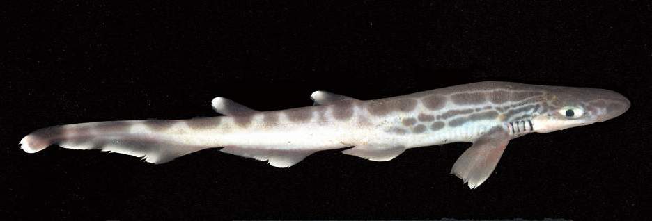 Blackmouth-Catshark
