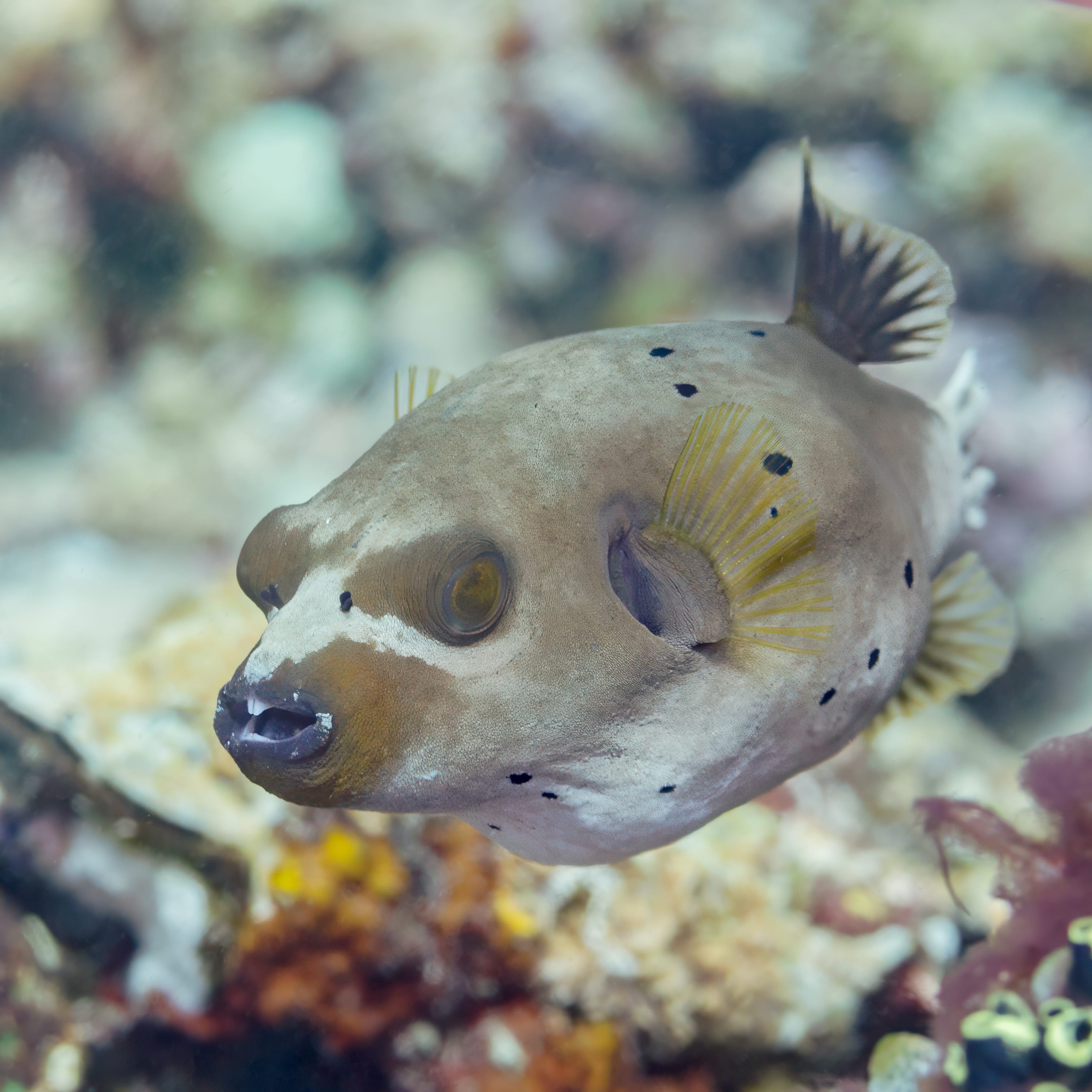 Blackspotted-Pufferfish