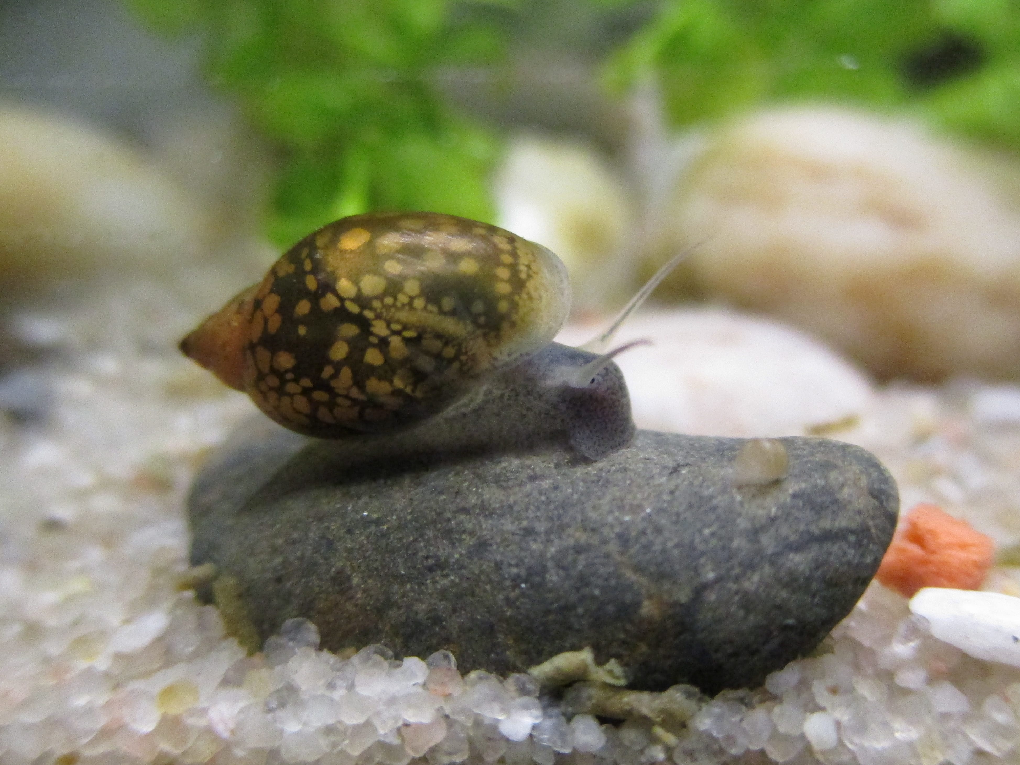 Bladder-Snail