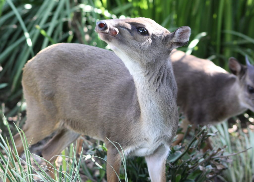 Blue-Duiker