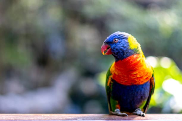 Blue-Lorikeet