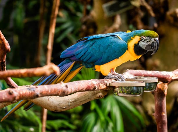 Blue-and-Yellow-Macaw