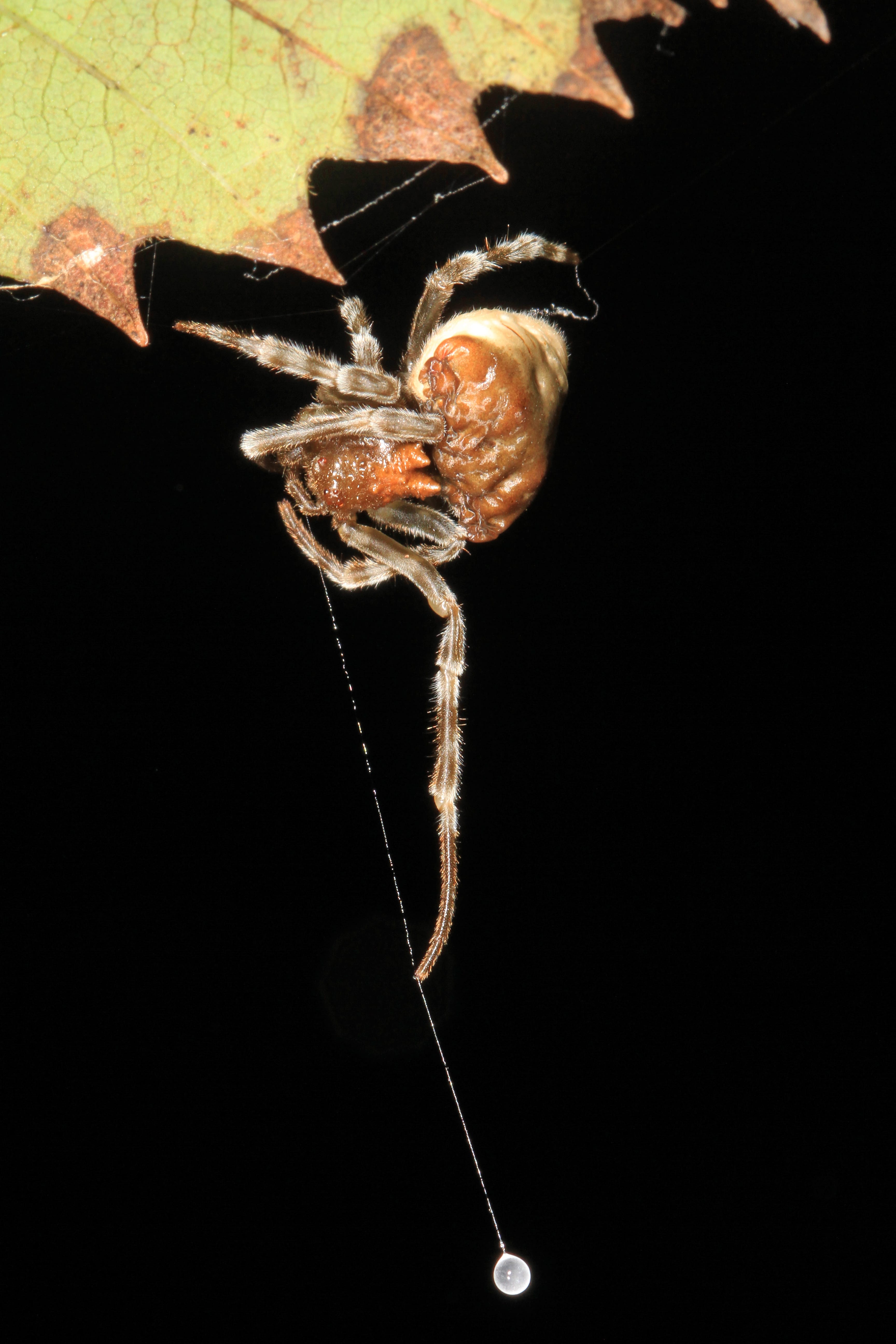 Bolas-Orb-Weaver-Spider