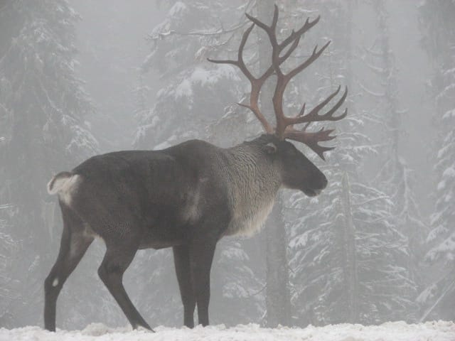 Boreal-Caribou