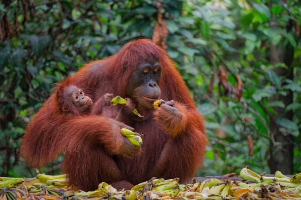 Bornean-Orangutan