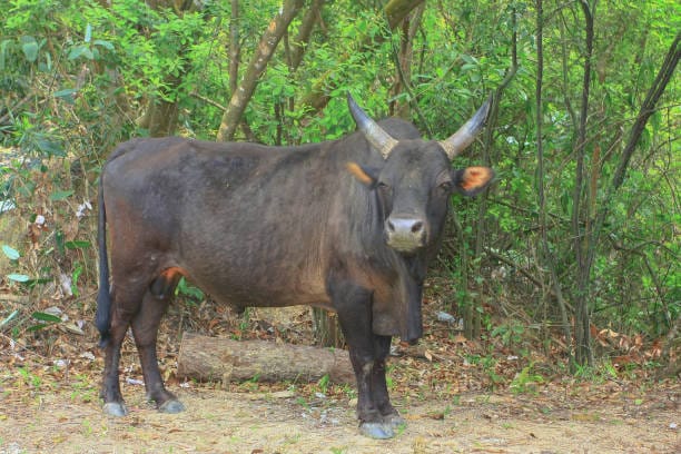 Bos-gaurus