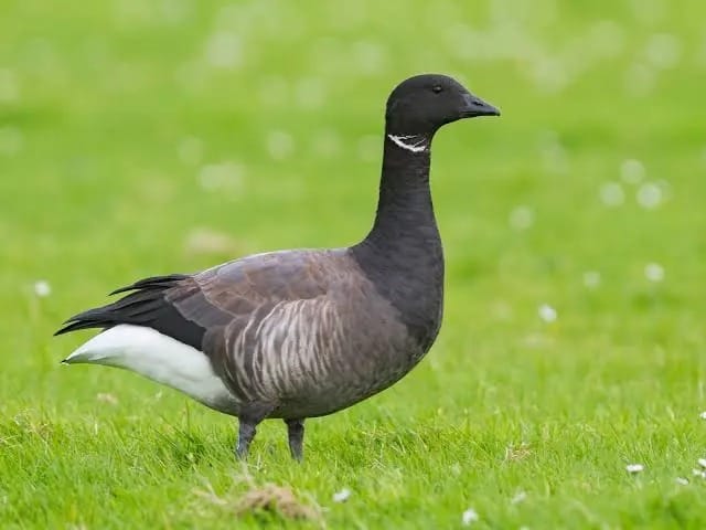 Brant-Goose