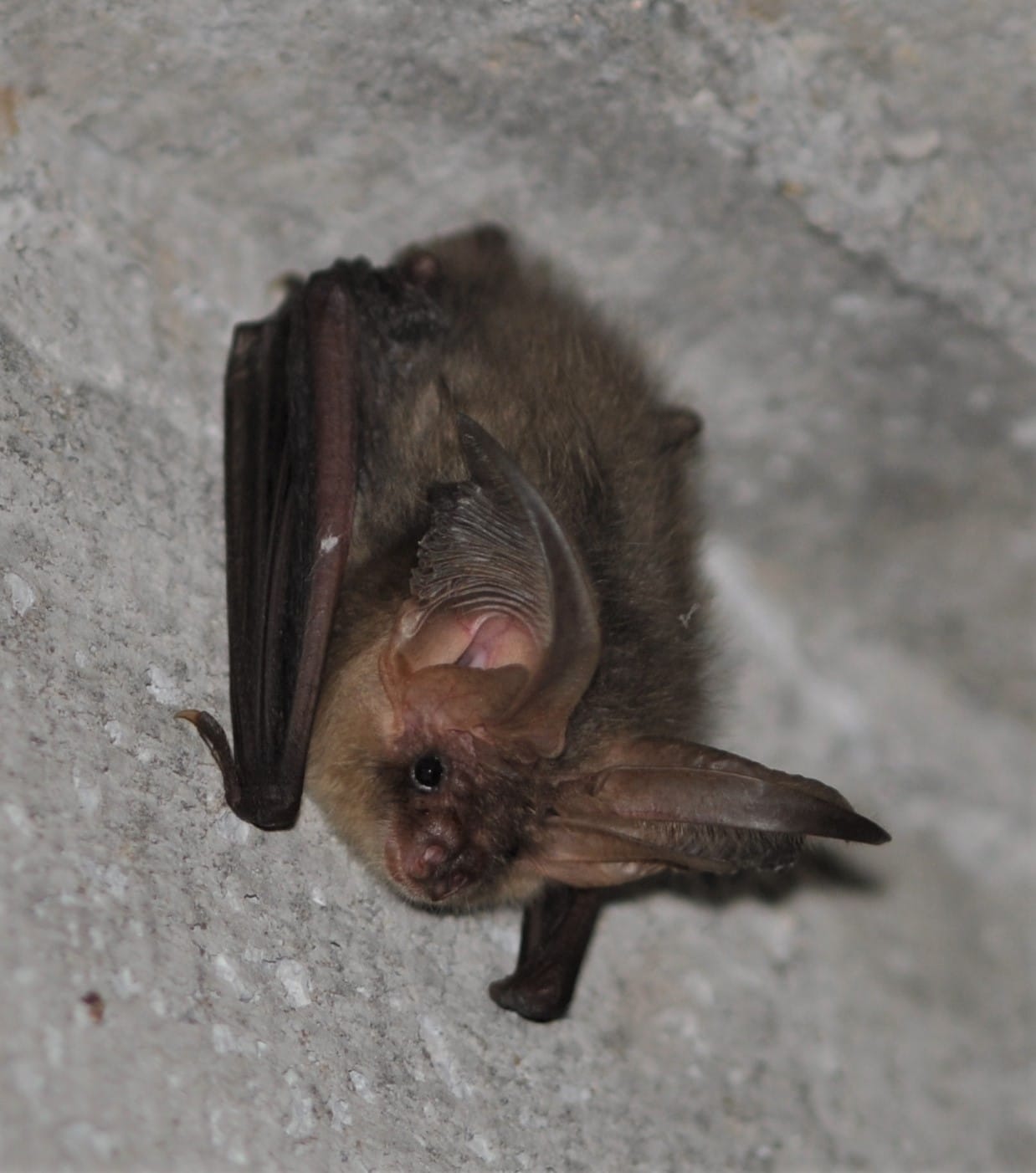 Brown-Long-eared-Bat