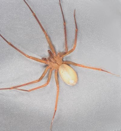 Brown-Recluse-Spider