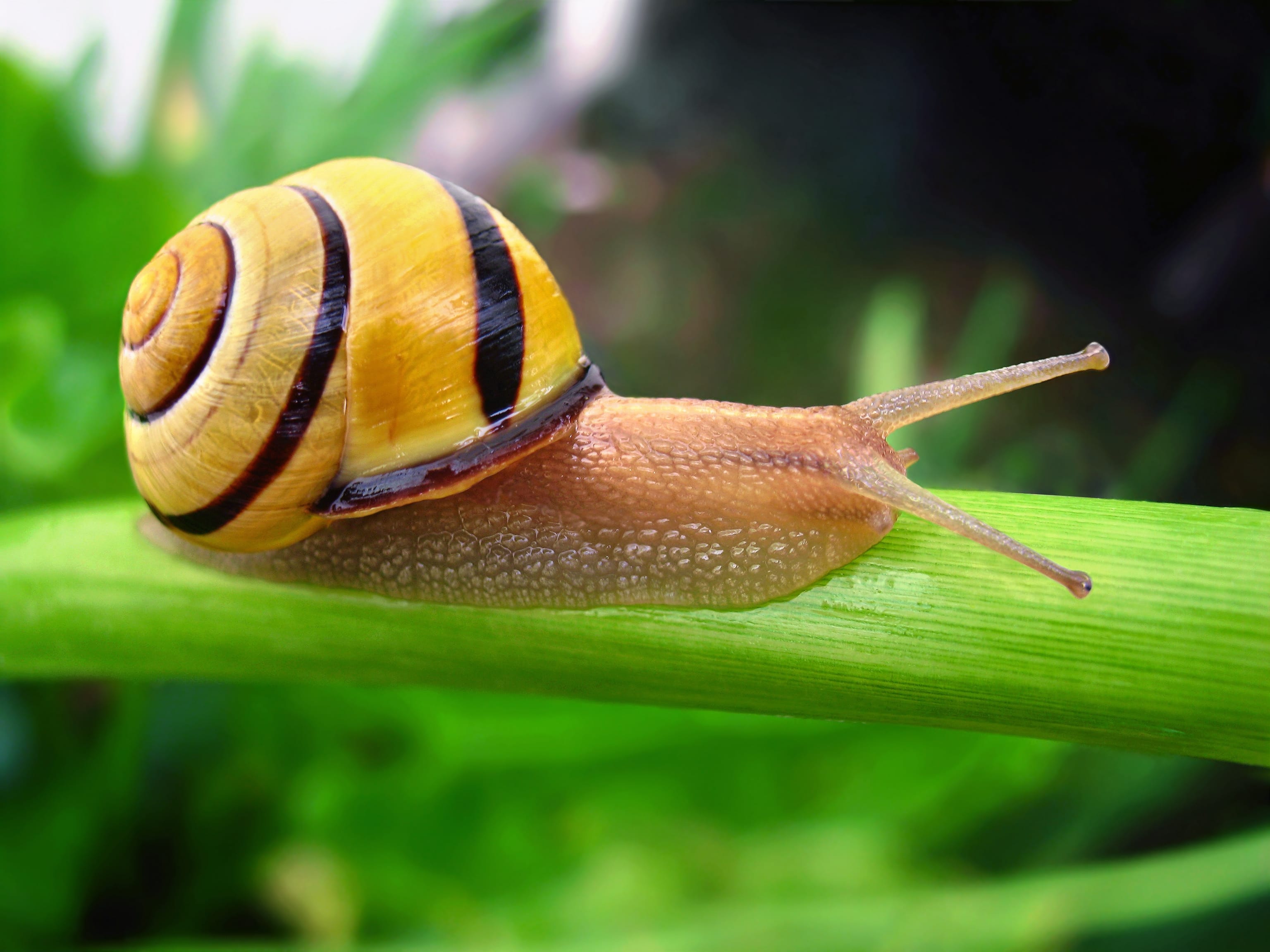 Brown-lipped-Snail