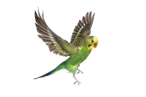 Budgerigar