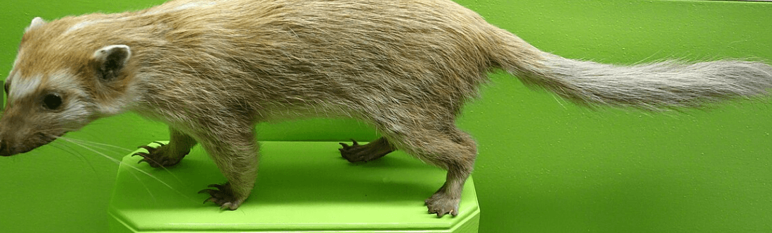 Burmese-Ferret-badger