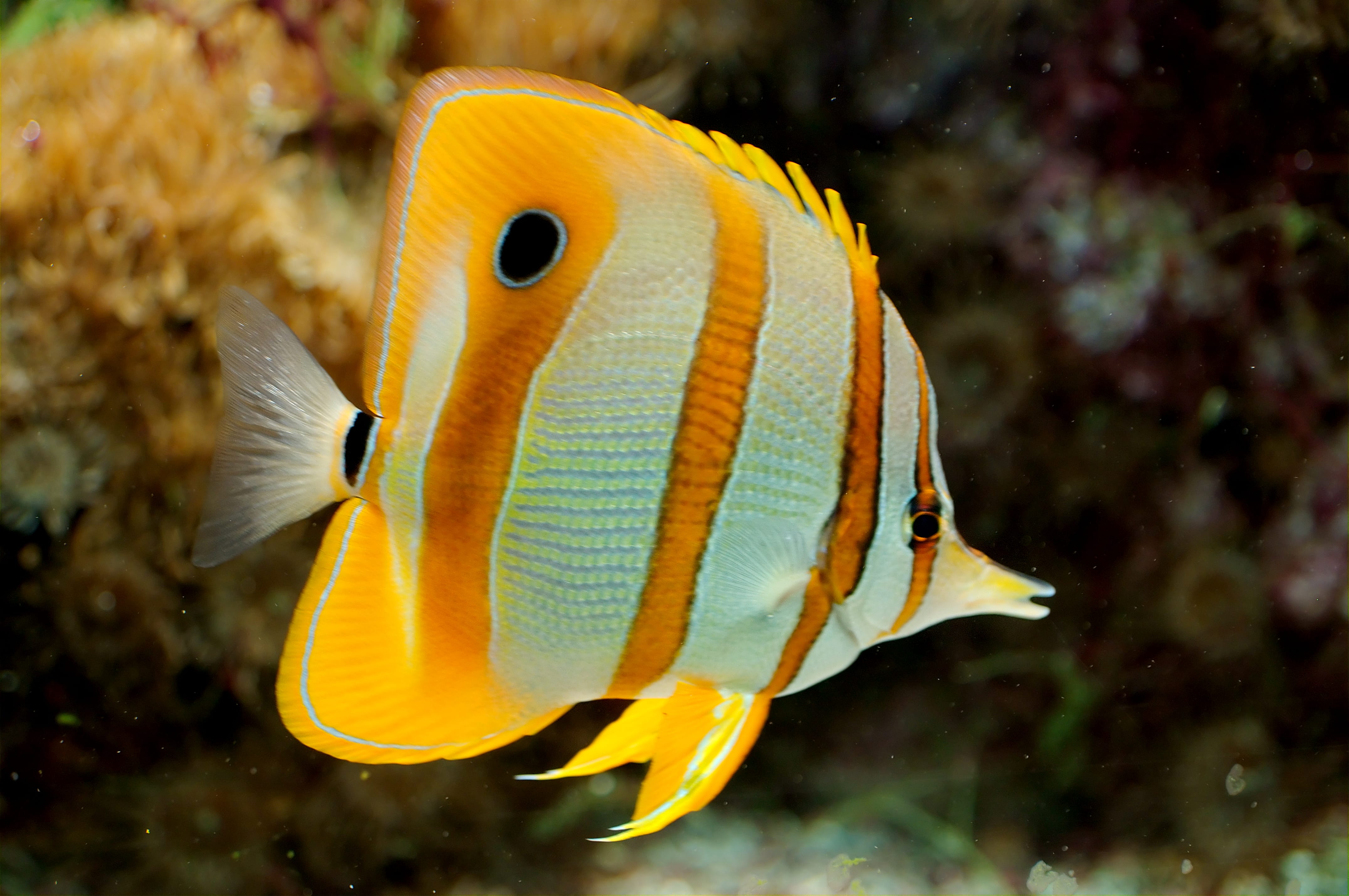 Butterflyfish