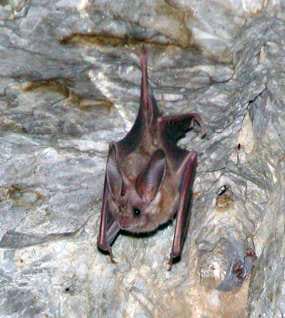 California-Leaf-nosed-Bat