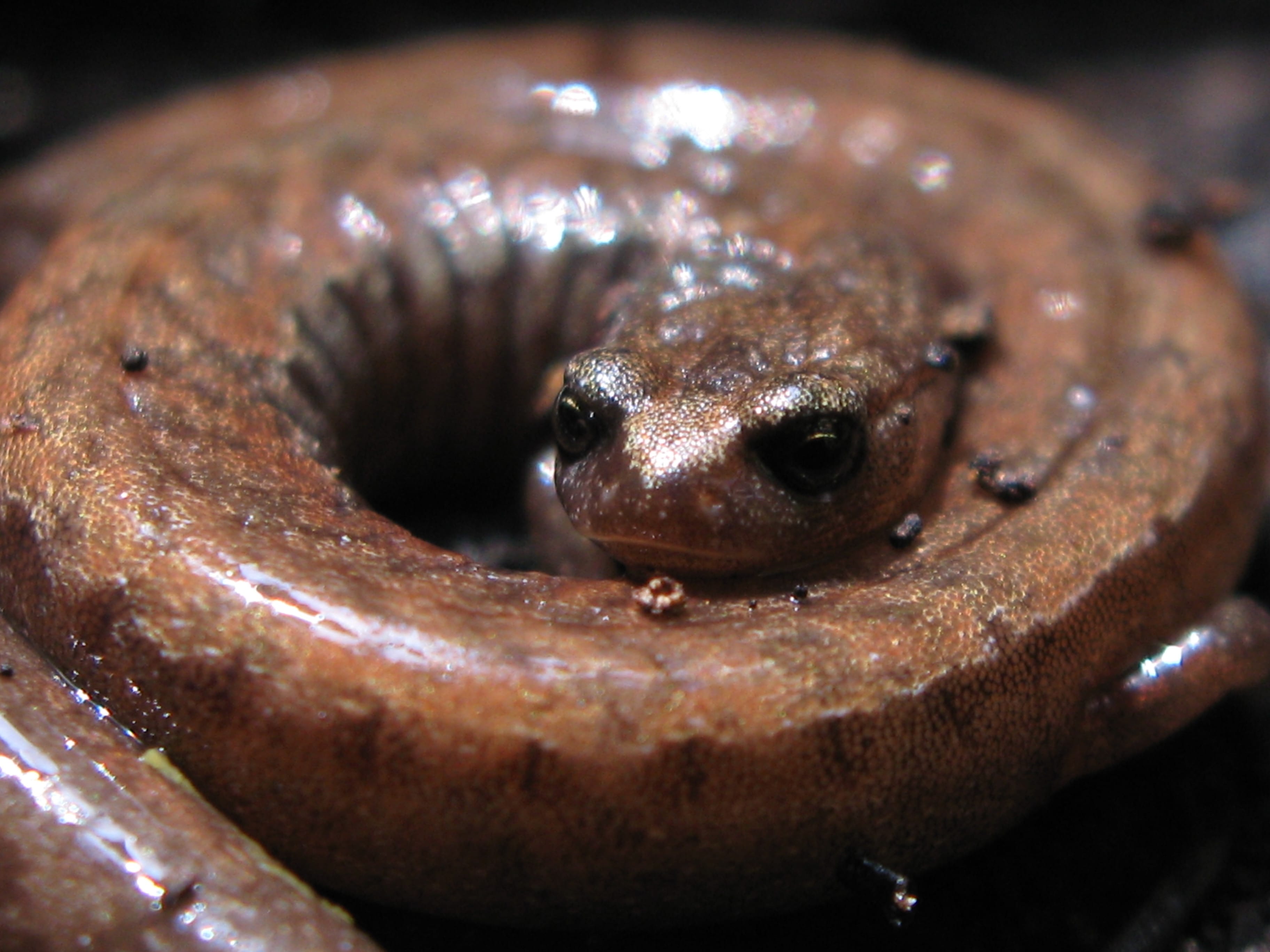 California-Slender-Salamander