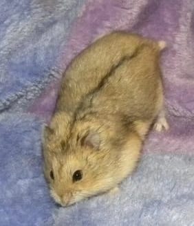Campbells-Dwarf-Hamster