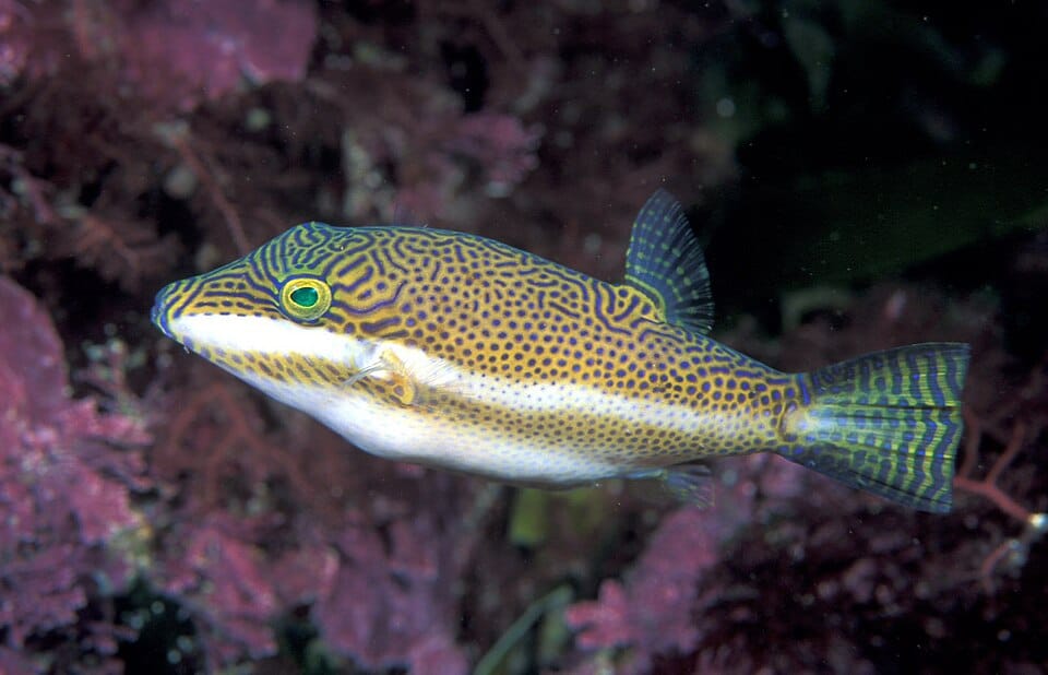 Canthigaster-Pufferfish