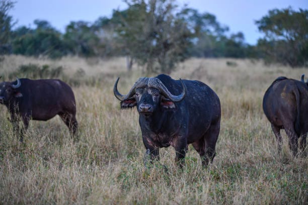 Cape-Buffalo