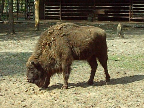 Caucasian-Bison