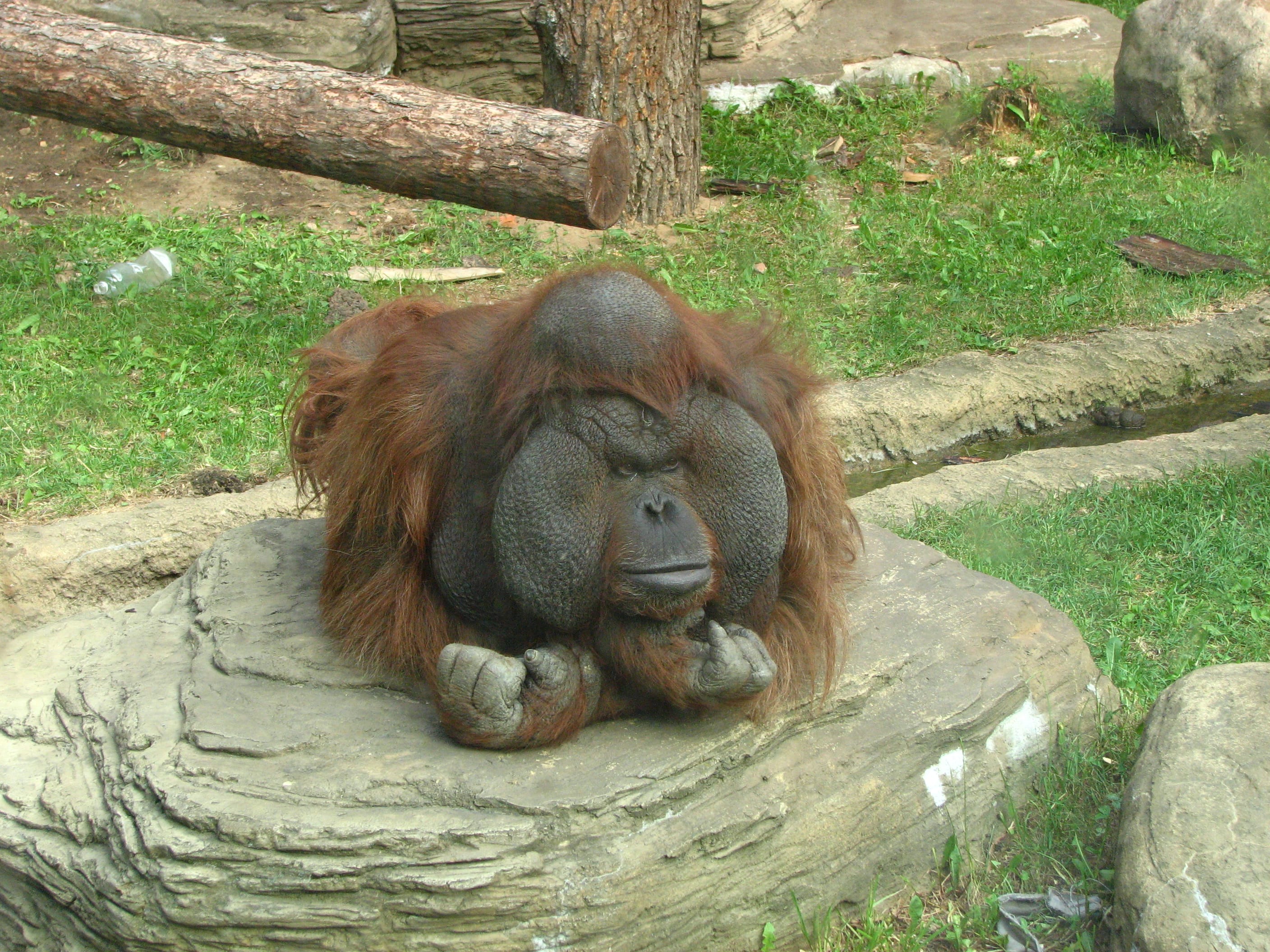 Central-Bornean-Orangutan