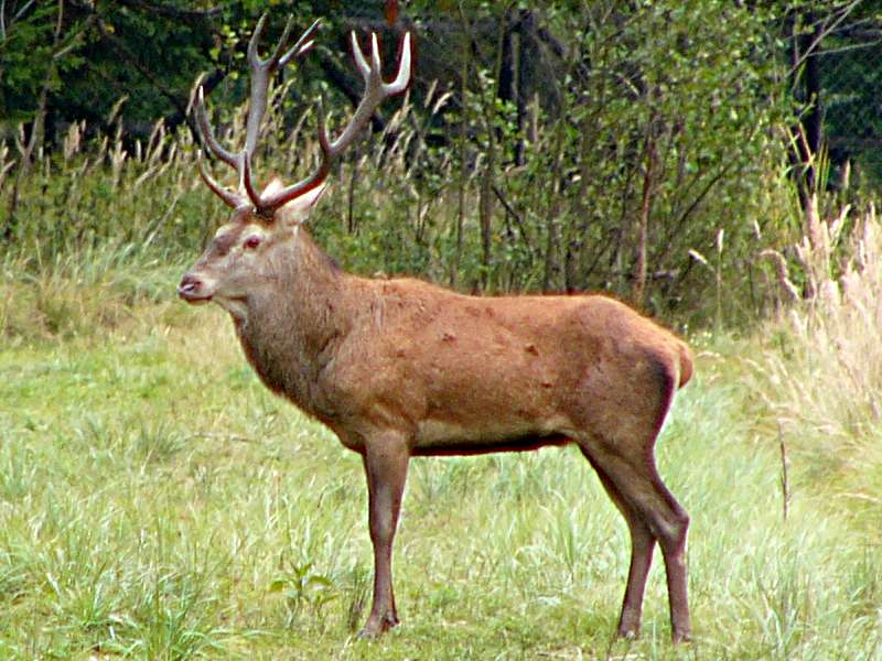 Cervus-elaphus-barbarus