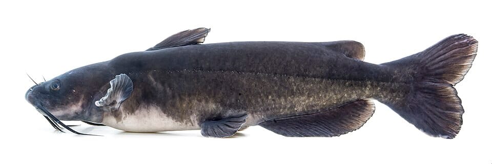 Channel-Catfish