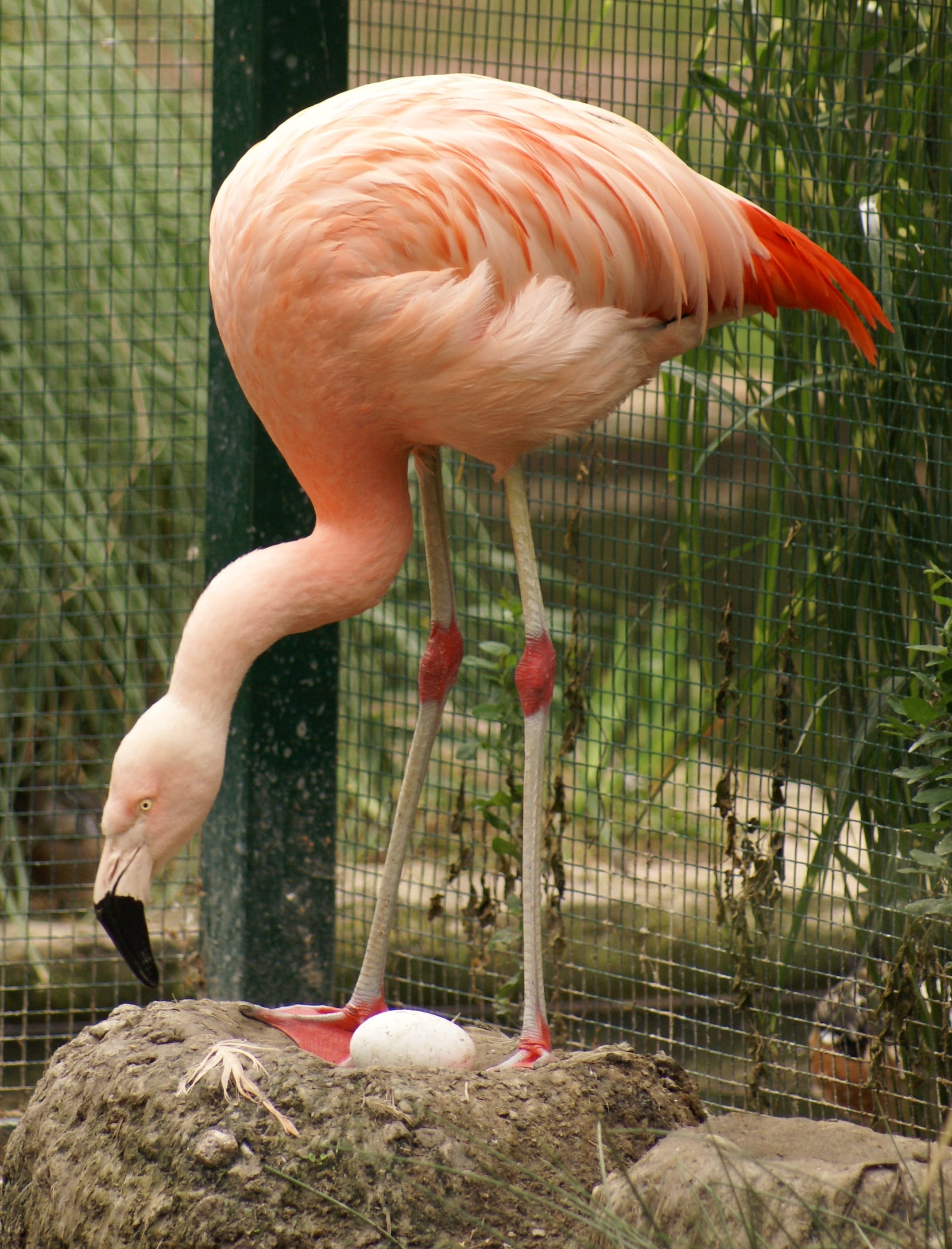 Chilean-Flamingo