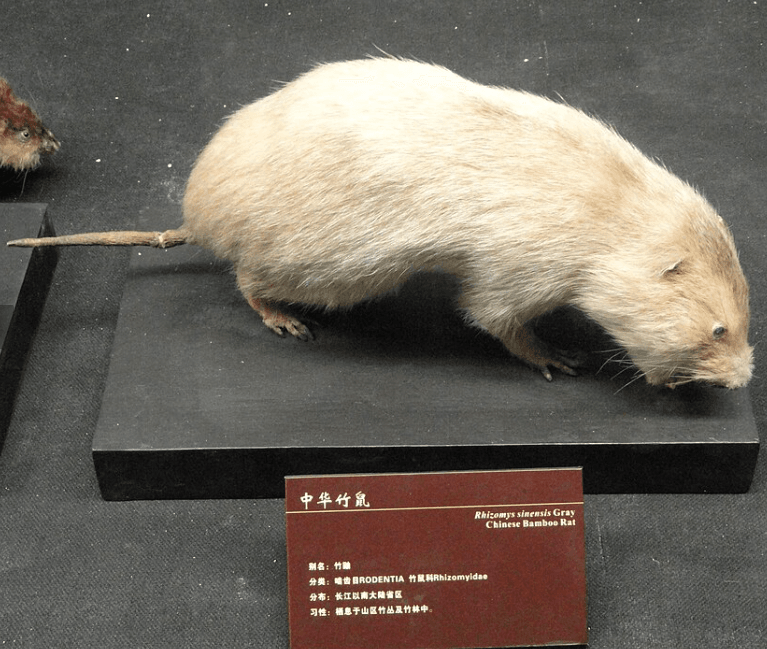 Chinese-Bamboo-Rat