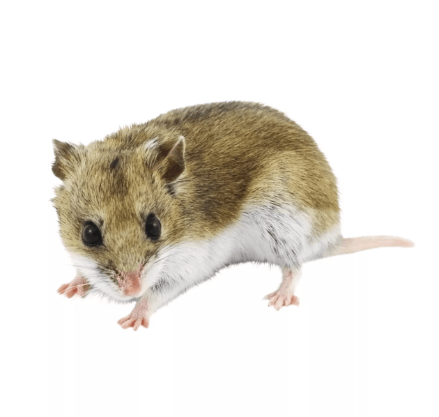 Chinese-Dwarf-Hamster