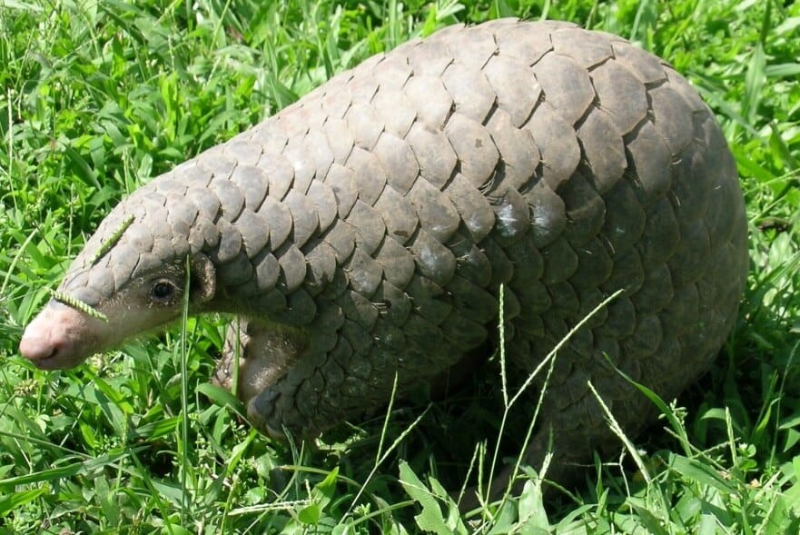 Chinese-Pangolin