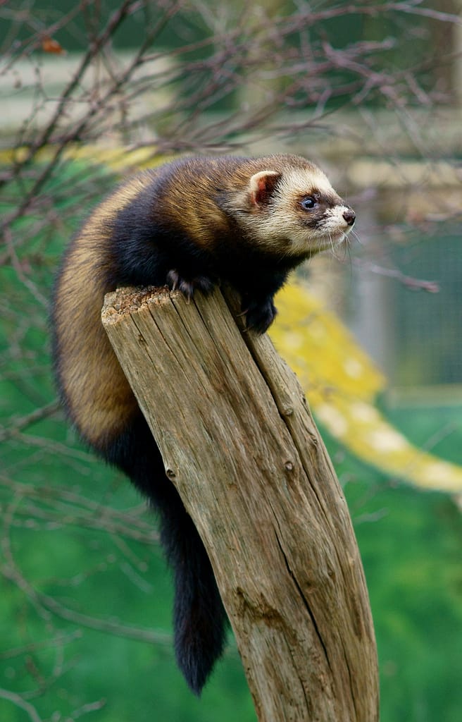 Chinese-Polecat