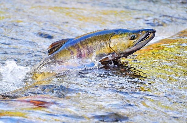 Chum-Salmon