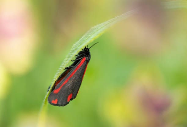 Cinnabar-Moth